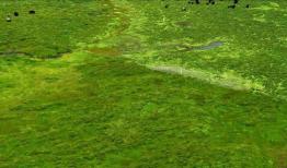 青草草视频在线观看,在线畅享清新视觉盛宴